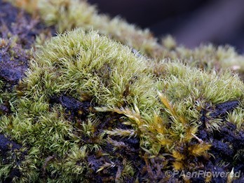 Plant form with wet leaves